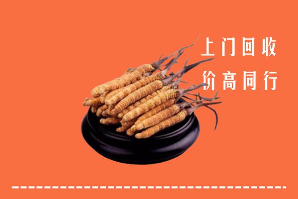 附近收购：自贡冬虫夏草回收多少钱每克